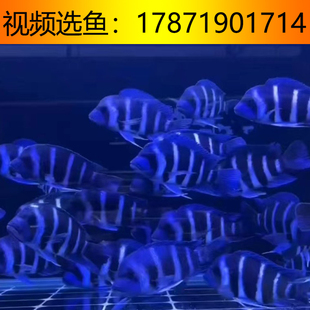 萨伊蓝六间鱼进口三湖慈鲷野萨伊蓝皇冠伊巴卡六间活体淡水稀有观