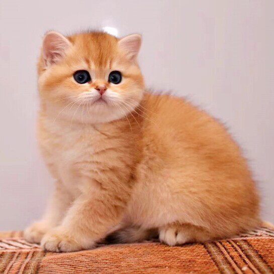 金渐层纯种英短幼猫活体英国短毛猫幼崽蓝金渐层金点银点宠物猫咪