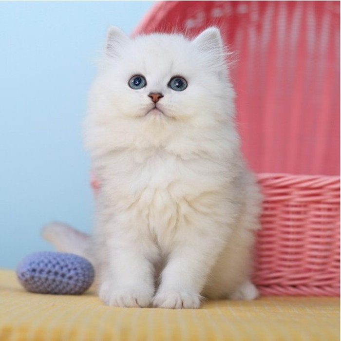 金吉拉幼猫金吉拉猫纯白拿破仑矮脚猫拿破仑猫银点银渐层猫咪活物