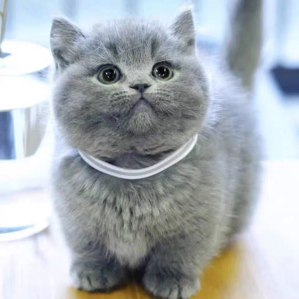 纯种英短蓝猫幼猫折耳猫英国短毛猫矮脚小猫活物幼崽活体宠物猫咪