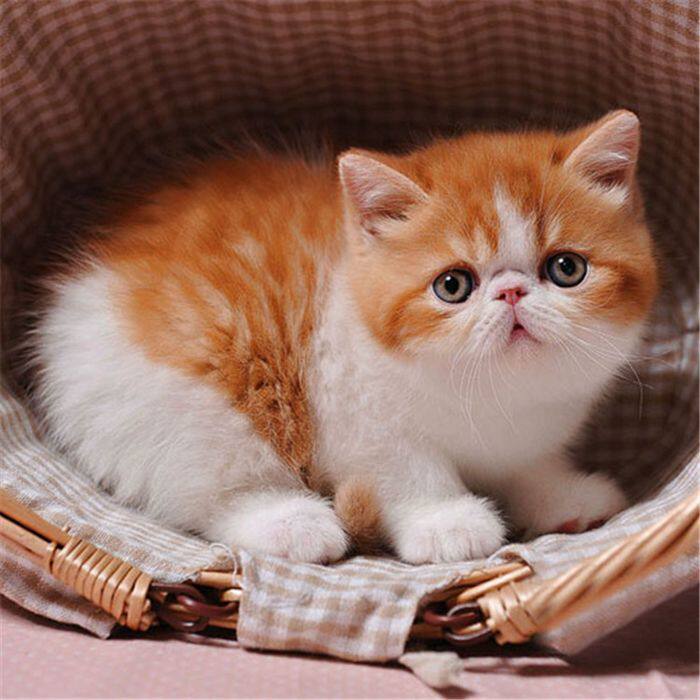 纯种加菲猫幼猫活体白色黄白宠物猫幼崽长毛波斯猫活物猫咪活幼体