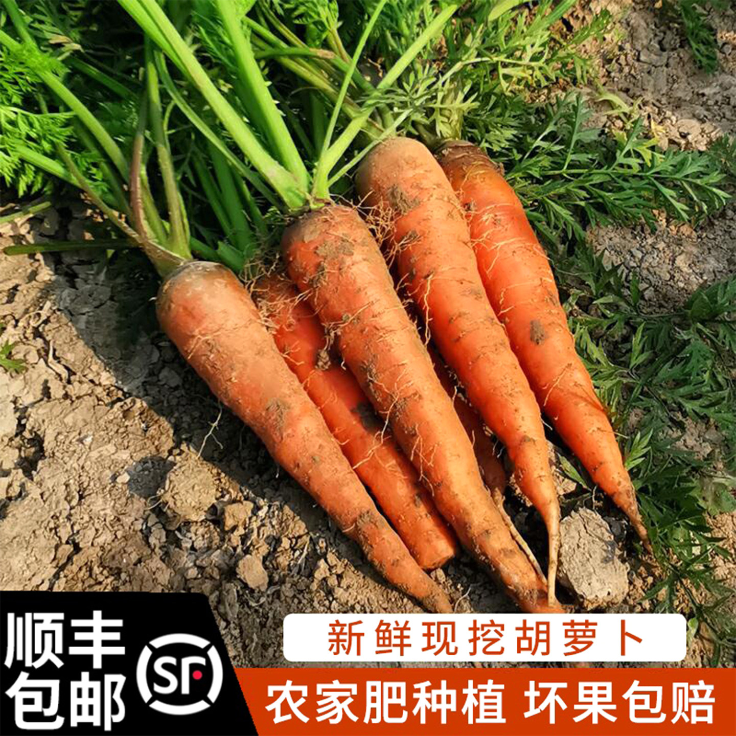 顺丰包邮大伯农场农家种植胡萝卜新鲜带泥土水果萝卜生吃宝宝辅食,水产肉类/新鲜蔬果/熟食,萝卜/胡萝卜,淘宝优惠券,粉丝福利购,淘宝优惠卷