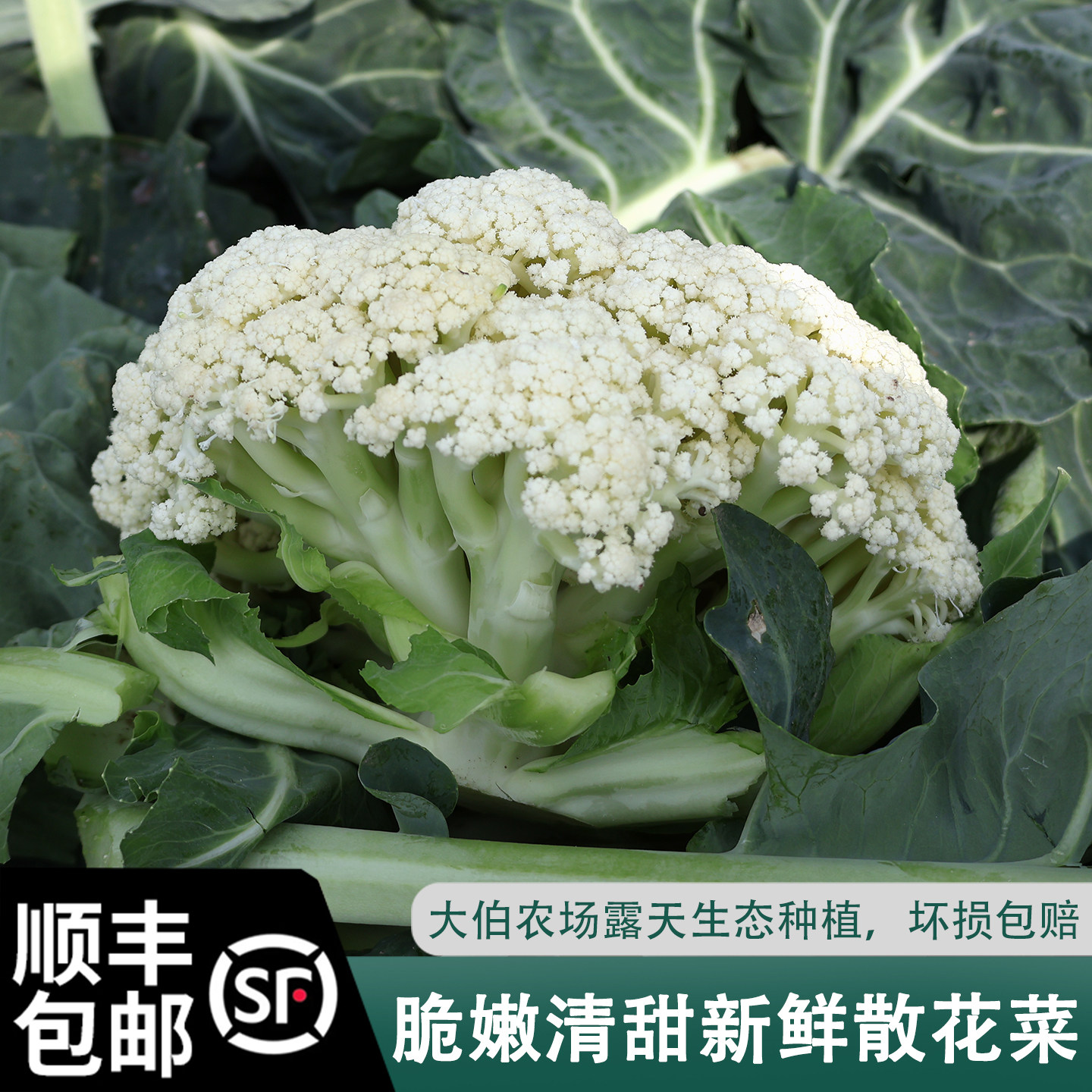 顺丰包邮农家自种散花菜青梗松花菜松花菜白面散花菜松菜花