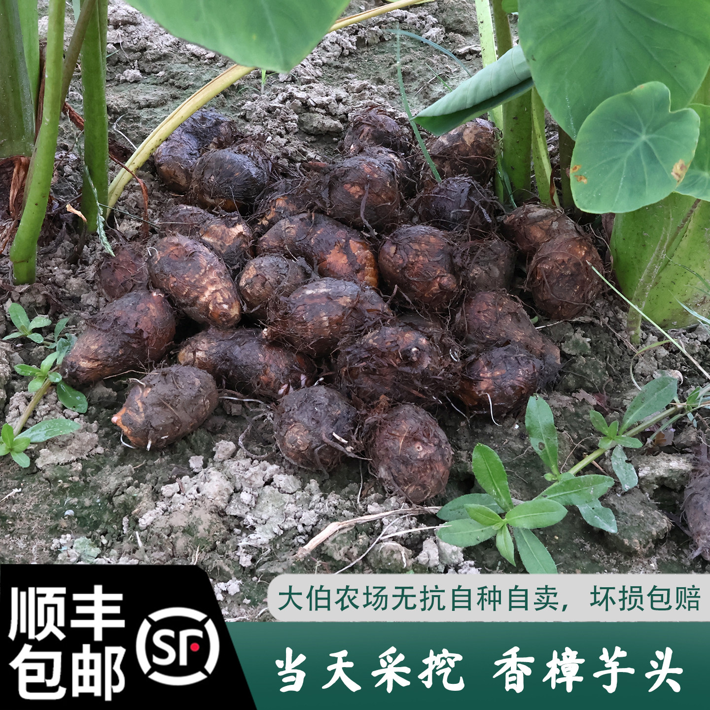 顺丰包邮苏北特产农家自种 芋头 芋头新鲜时令应季蔬菜粉糯软