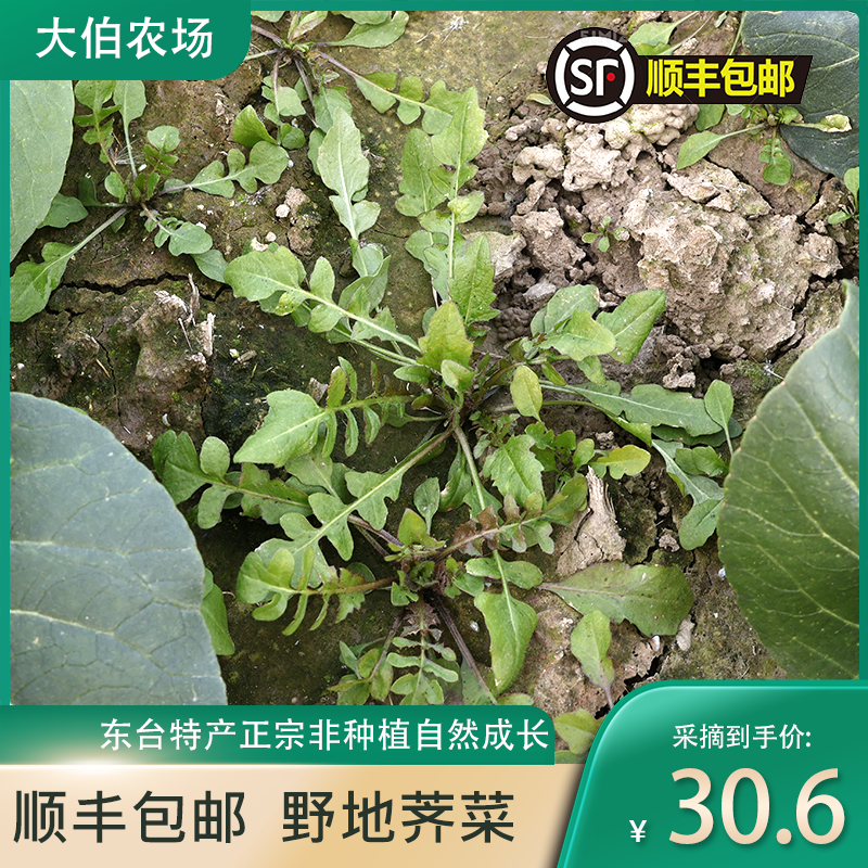 顺丰农家自种蔬菜新鲜荠菜野生荠菜霜冻现挖微泥野带根菜当季蔬菜,水产肉类/新鲜蔬果/熟食,荠菜,淘宝优惠券,粉丝福利购,淘宝优惠卷