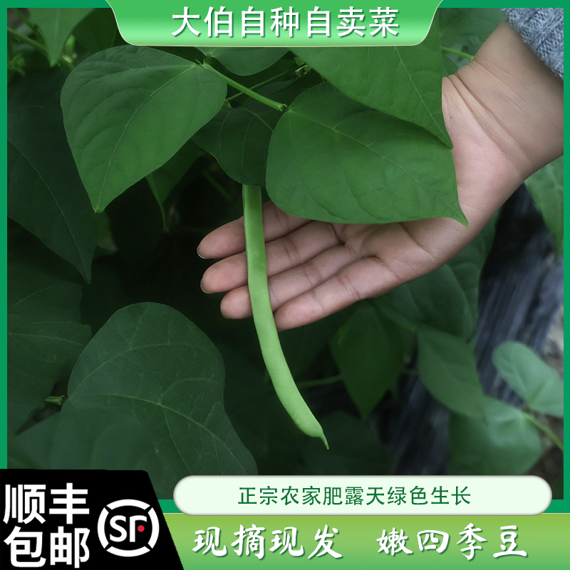 顺丰包邮农家自种 四季豆 刀豆 架豆芸豆芸扁豆清明豆眉豆菜豆