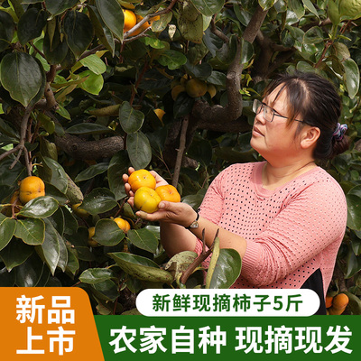 苏北特产农家自种柿子新鲜小方红甜可做柿饼现摘现发5斤包邮