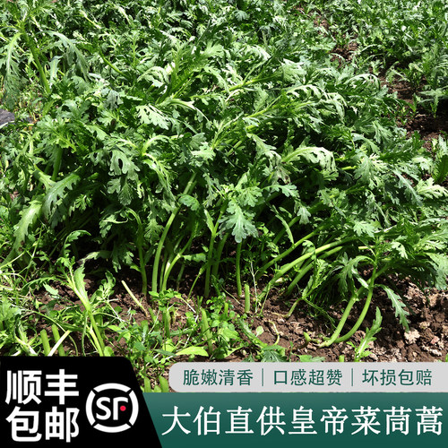 天竺葵精油原精绝无添加