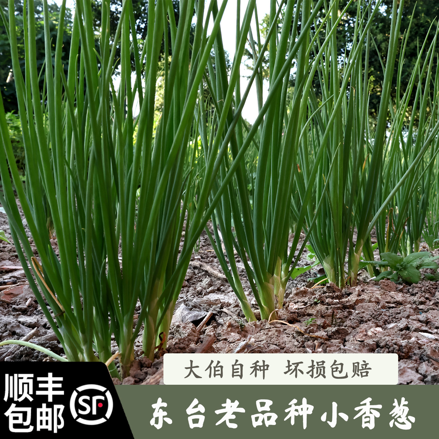 顺丰包邮农家自种蔬菜苏北特产 小香葱 小香葱苗带根现挖现发,水产肉类/新鲜蔬果/熟食,葱类,淘宝优惠券,粉丝福利购,淘宝优惠卷