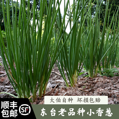 农家自种红葱头新鲜现摘