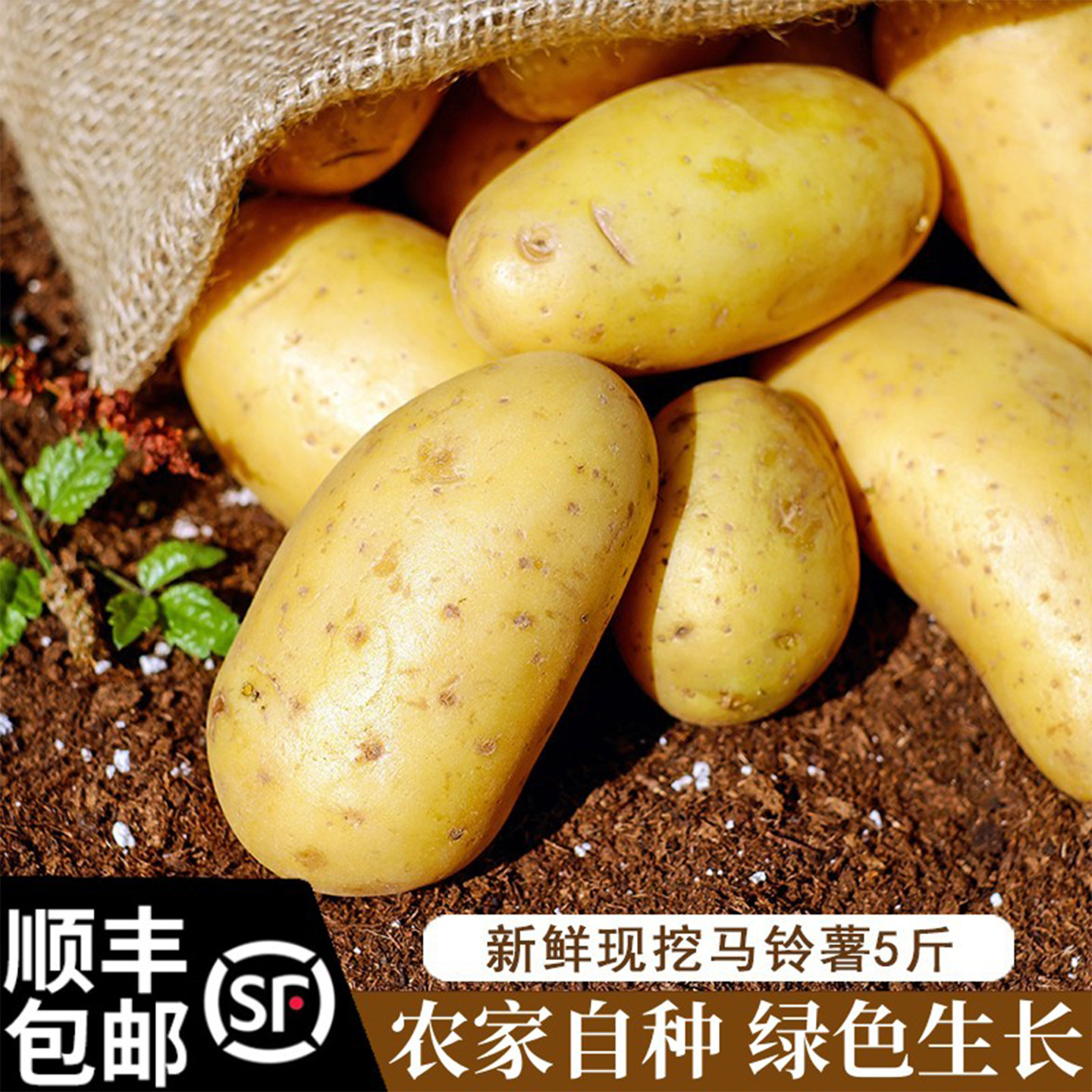 顺丰包邮农家自种老品种马铃薯  土豆新鲜 黄皮黄心中大蔬菜 当季