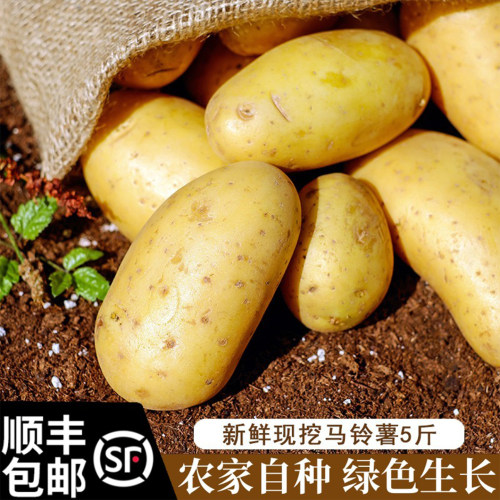 大伯新鲜现挖的黄心土豆
