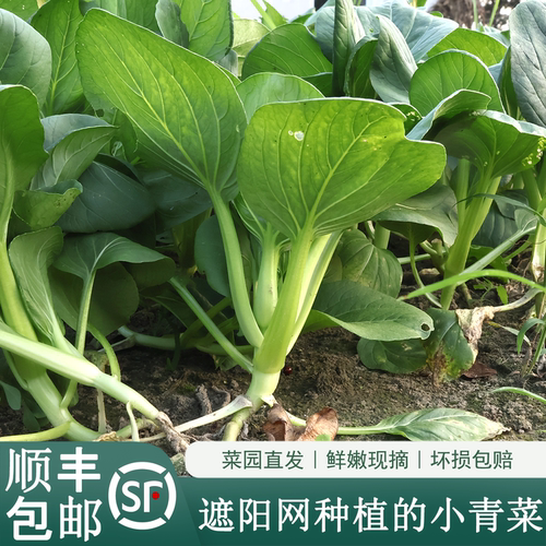 大伯顺丰包邮现摘小青菜