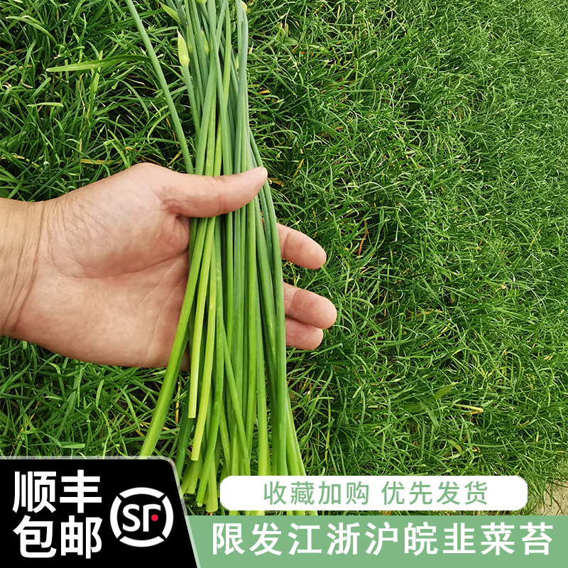 顺丰包邮农家自种蔬菜韭菜苔韭菜苔新鲜 韭菜心新鲜蔬菜包邮 当季