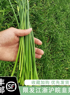 顺丰包邮农家自种蔬菜韭菜苔韭菜苔新鲜 韭菜心新鲜蔬菜包邮 当季