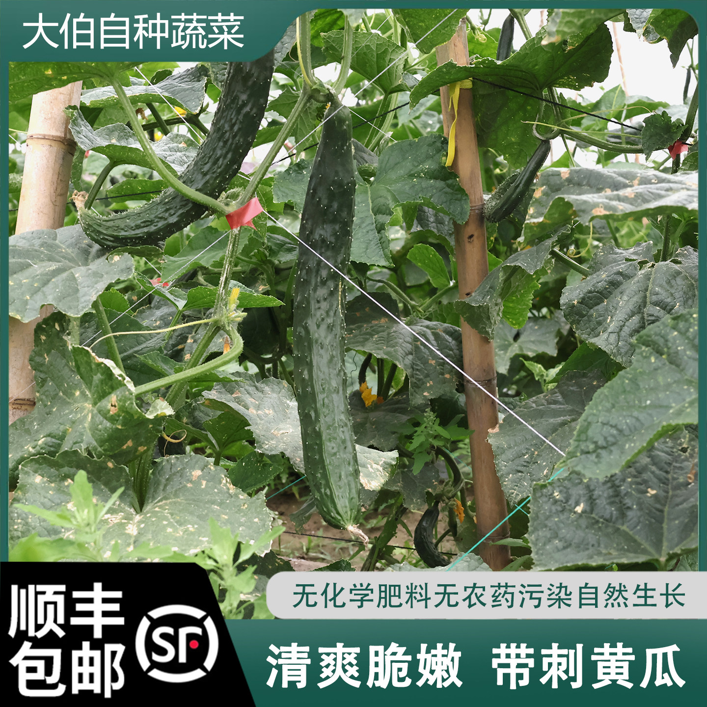 顺丰包邮农家自种老品种黄瓜 黄瓜新鲜 刺瓜 凉拌菜辅食即食