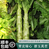 顺丰 苏北农家种植莴笋新鲜莴苣青笋香莴笋紫叶下饭菜时令蔬菜 包邮
