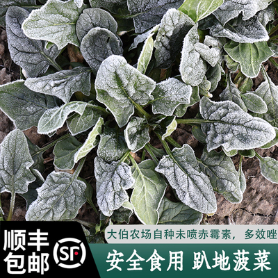 霜冻菠菜露天生长现摘现发
