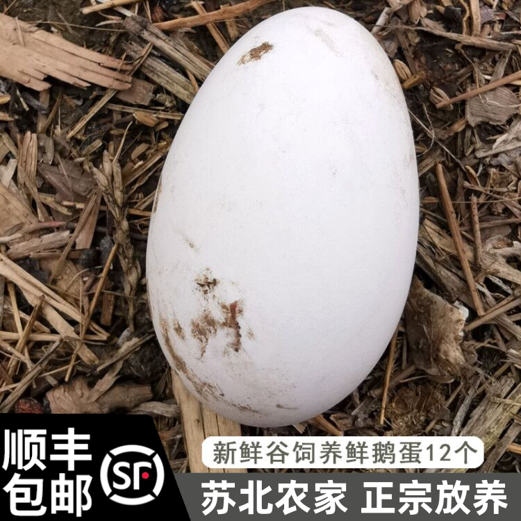 鹅蛋土鹅蛋新鲜现捡现发