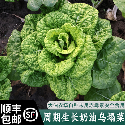 现摘现卖露天无公害黄心乌塌菜