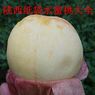 陕西水蜜桃 软桃 突围水蜜桃 可撕皮水蜜桃 水蜜桃大全