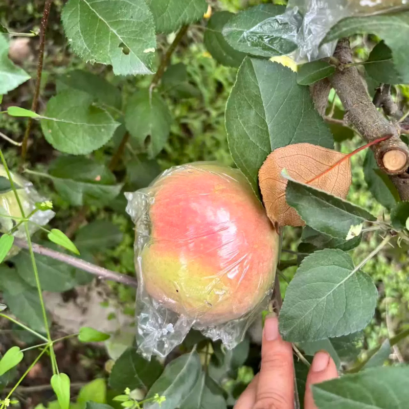 陕西苹果 富士苹果 礼泉富士苹苹果