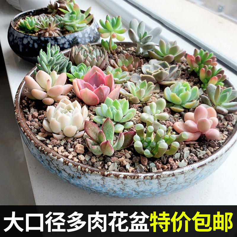多肉植物花盆价格 多肉植物花盆图片 星期三