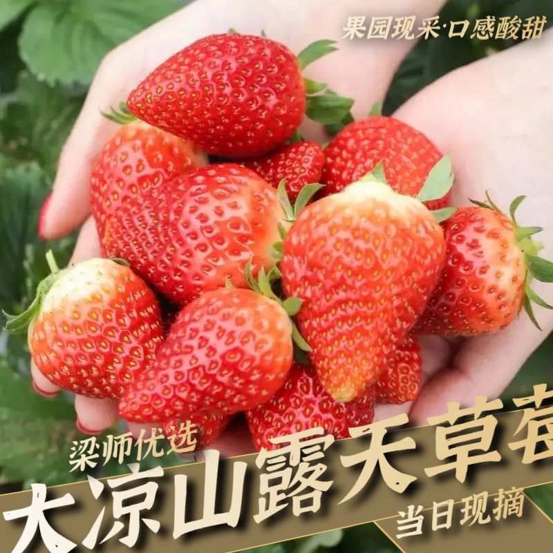 「果园现采」大凉山露天采摘草莓巧克力草莓新鲜应季水果(3斤5斤)