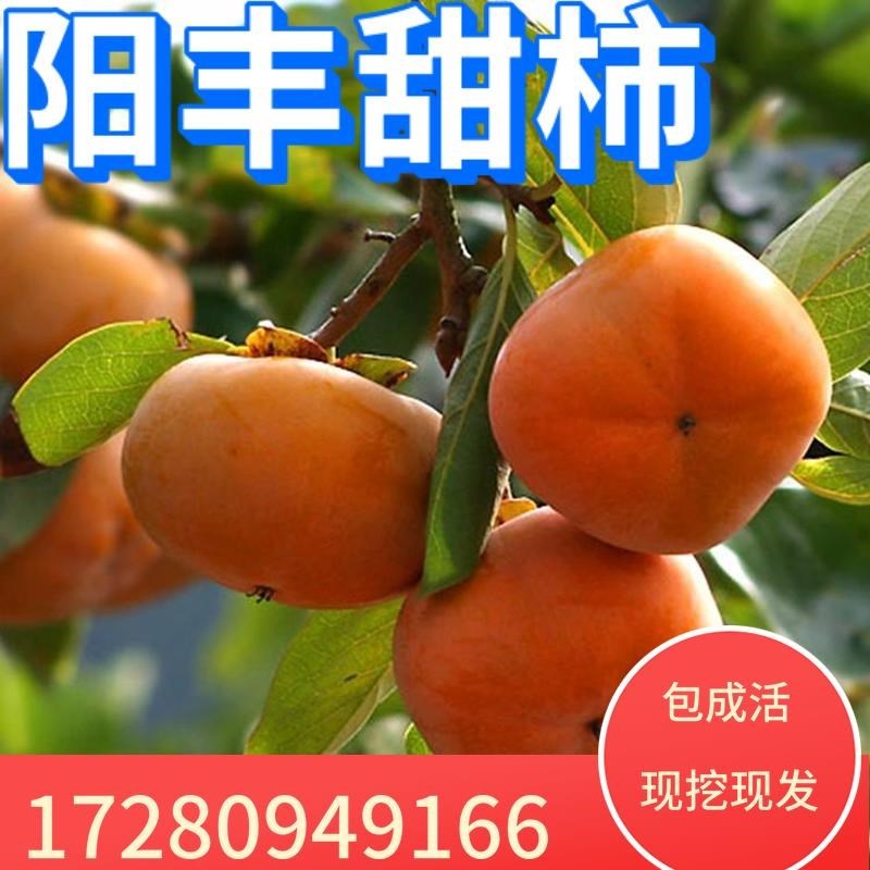 阳丰甜柿子苗柿子树苗果树苗南北方种植盆栽地栽当年结果嫁接苗