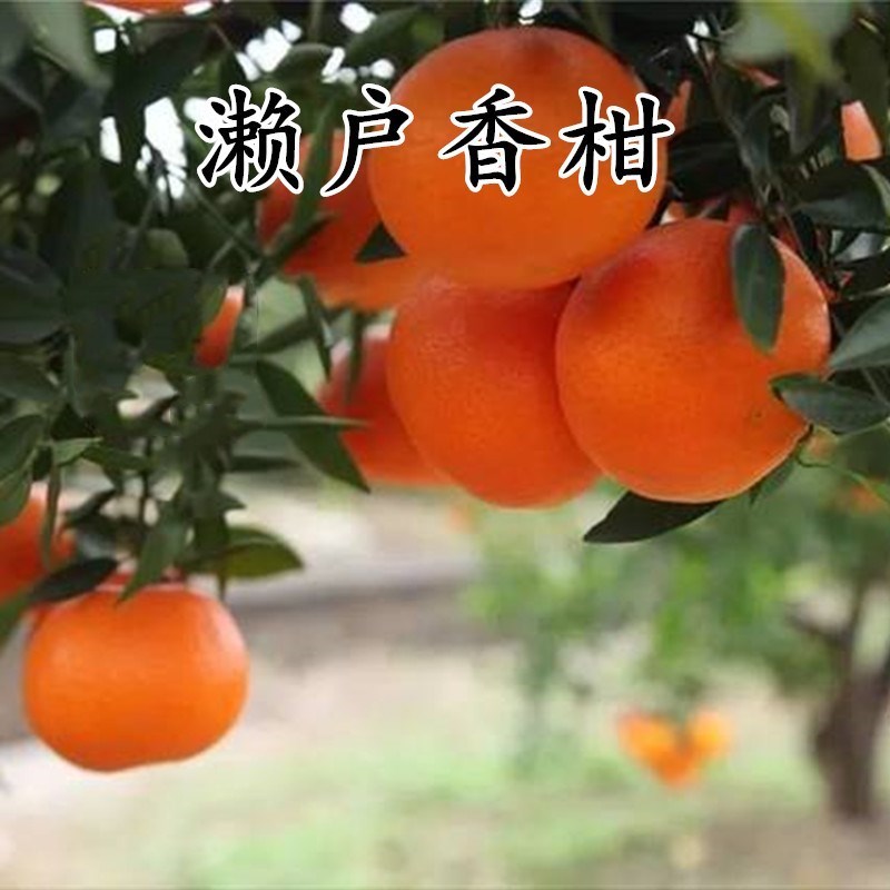 橘子苗果树苗柑橘盆栽地栽柚子苗濑户香柑蜜桔苗橙子苗南北方种植