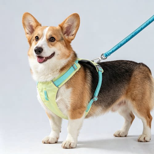 中型犬狗狗牵引绳胸背宠物柯基雪柴犬纳瑞透气户外遛狗不勒脖狗链