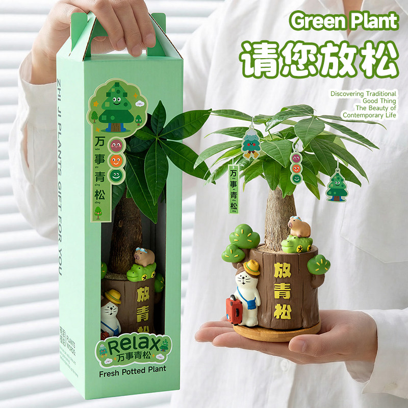放青松治愈解压礼物发财树植物