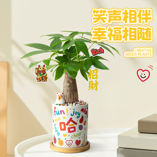 植季发财树小盆栽绿植礼盒生日礼物桌面解压治愈摆件送女生伴手礼