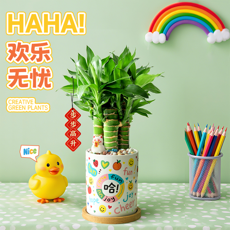 植季文昌竹4支盆栽绿植桌面解压治愈礼物生日礼品礼盒送女生男生