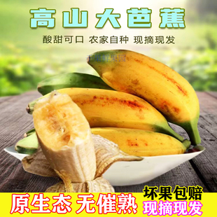 广西大芭蕉牛蕉牛角蕉广东大蕉酸香蕉酸甜大芭焦巴蕉大果特大果