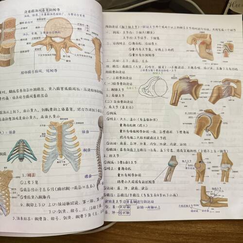 霍琨系统解剖学医学生考试笔记学霸彩色笔记本手写高分总结通用