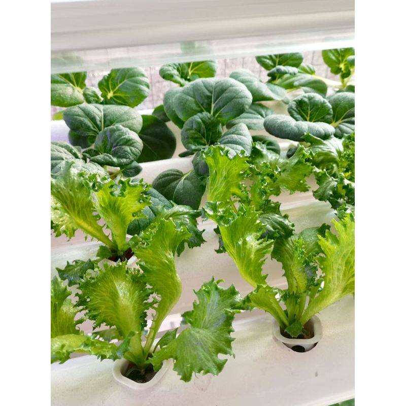大容量种植架无土栽培设备水培pvc管道生菜青菜多种叶菜水耕种菜