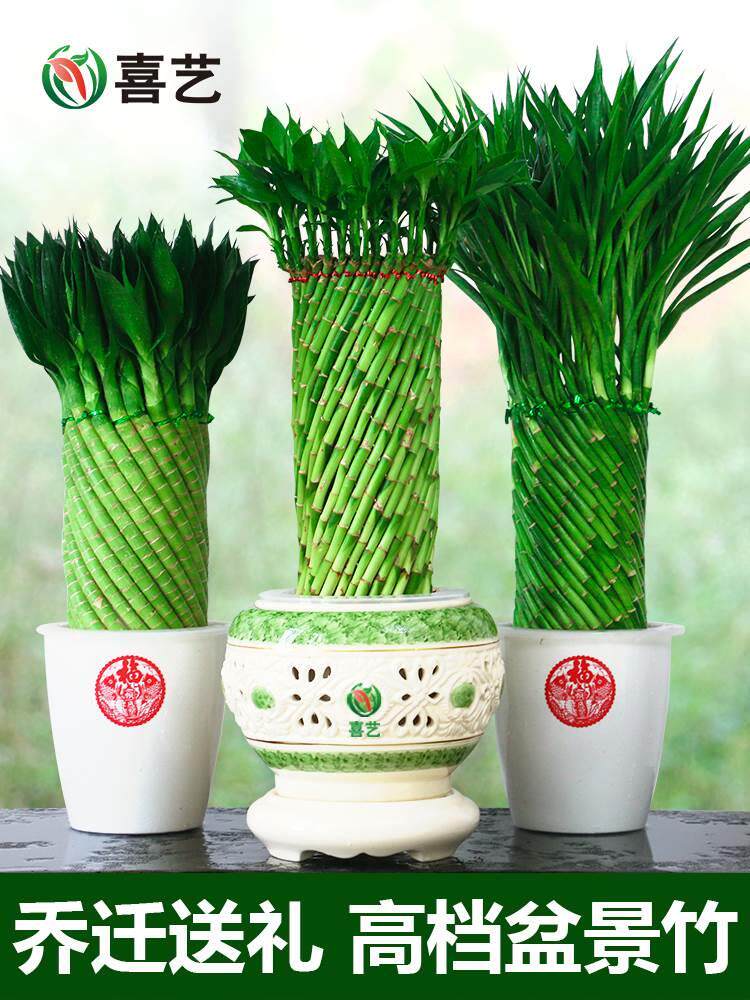 编织富贵竹水培植物花卉水养转运竹客厅室内带根盆栽