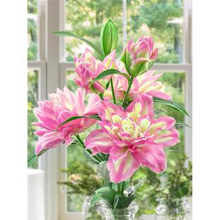 重瓣香水百合花种球好养活花苗花卉植物阳台盆栽百合球根种植根苗