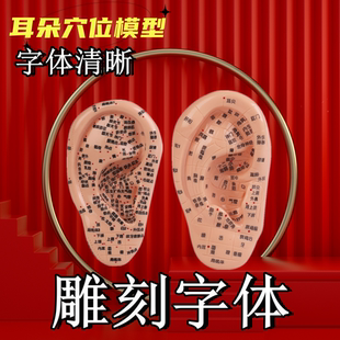 耳朵模型耳部耳穴贴压耳豆耳针耳朵反射区中医穴位耳朵按摩针灸
