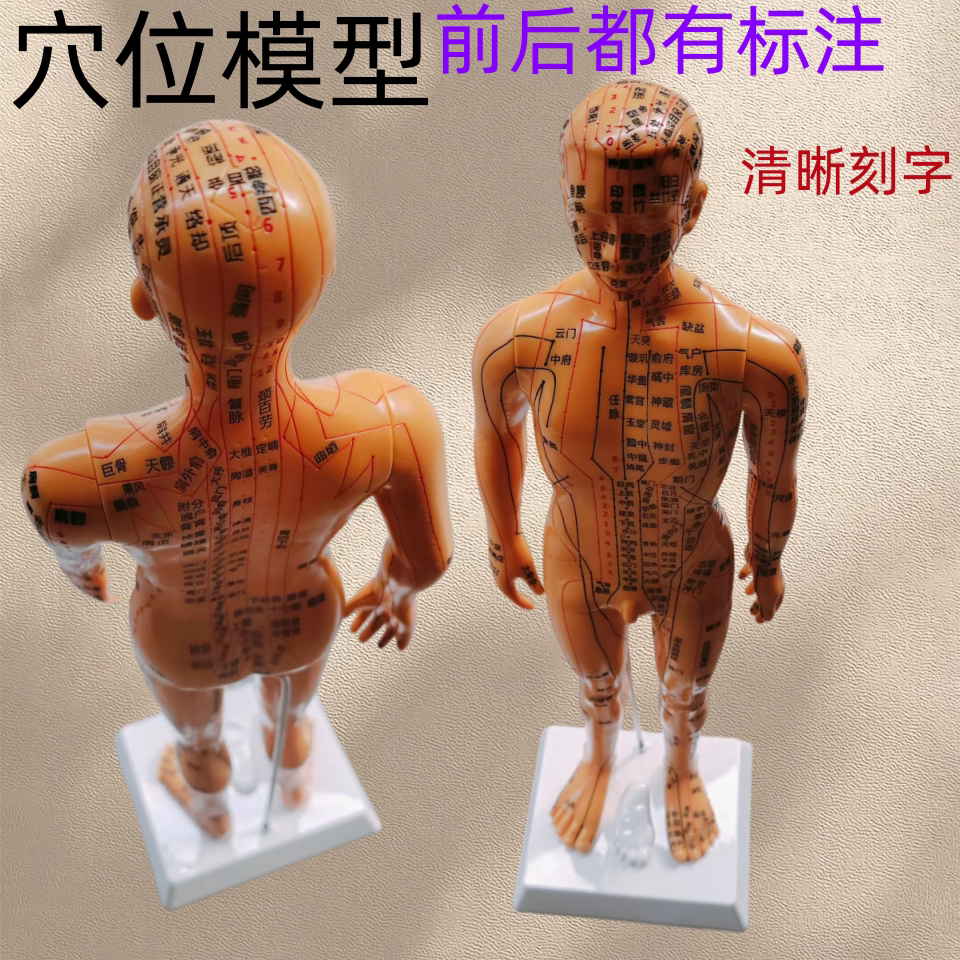 中医针灸穴位教学标本清晰标注
