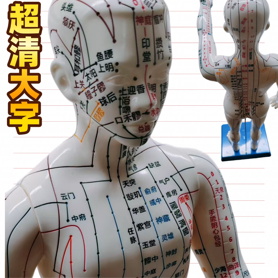 中医经络穴位按摩教学人体模型