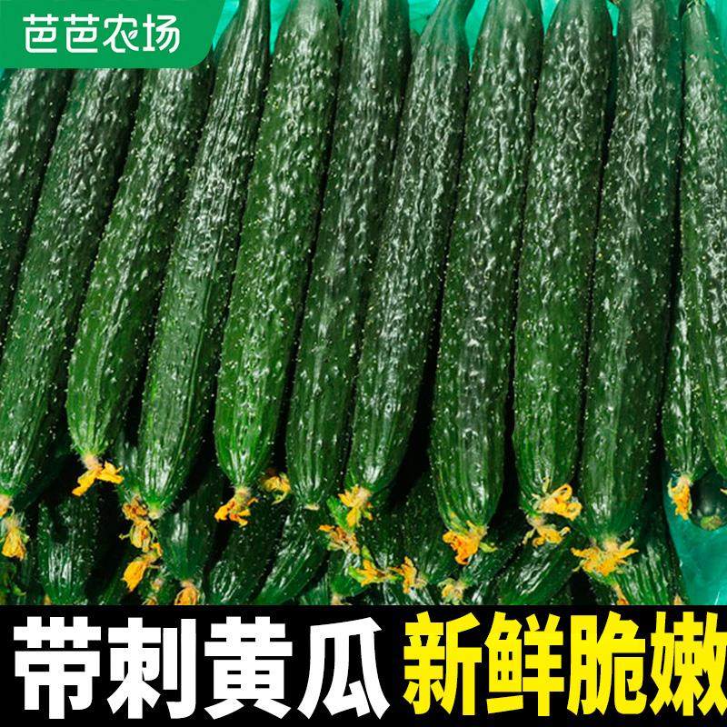 新鲜黄瓜蔬菜青瓜当季包邮山东