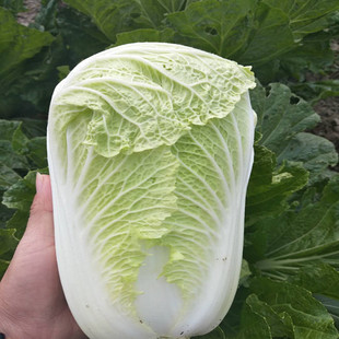 农家新鲜现挖大白菜黄芽菜无农药无公害的大白菜脆嫩可口净重5斤