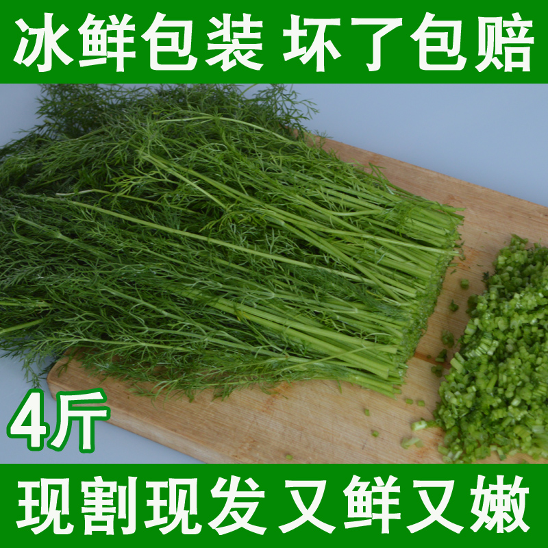 农家特产新鲜茴香菜小茴香苗头茬