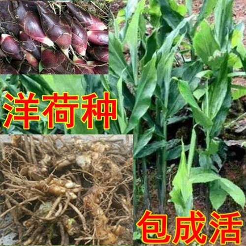 种苗种根洋河1斤洋荷姜
