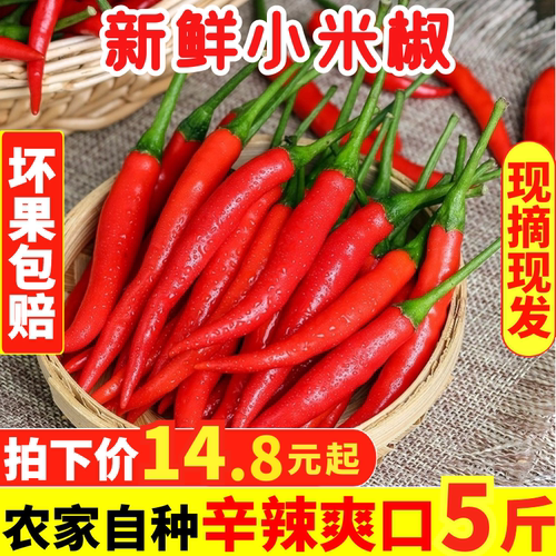 新鲜农家特辣5斤包邮小米椒