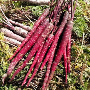 山东老品种罕见的水果紫胡萝卜带箱5斤