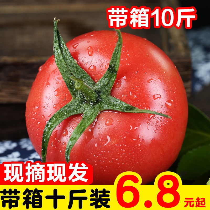 沙瓤西红柿新鲜水果生吃番茄净果5斤农家自然熟蔬菜非普罗旺斯10