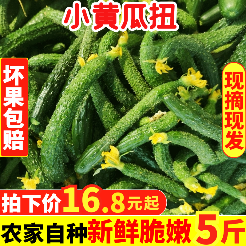黄瓜山东扭小腌制咸菜现摘现发